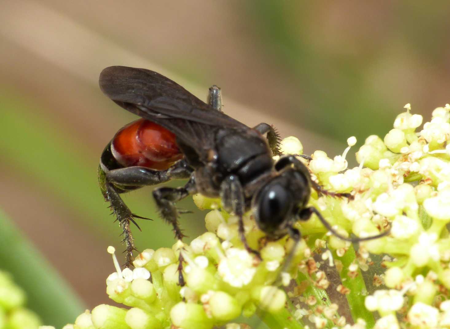 Pompilidae? No. Larra anathema (Crabronidae)